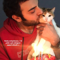 Laperm, Kedi  Mia fotoğrafı