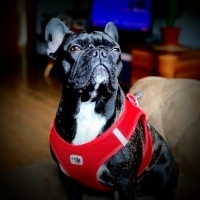Fransız Bulldog, Köpek  Loki fotoğrafı