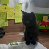 British Shorthair, Kedi  Leo fotoğrafı