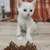 British Shorthair, Kedi  maviş fotoğrafı