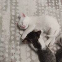 British Shorthair, Kedi  maviş fotoğrafı