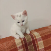 British Shorthair, Kedi  maviş fotoğrafı