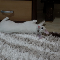 Van Kedisi, Kedi  Köpük fotoğrafı