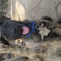 Presa Canario, Köpek  Yaman fotoğrafı