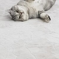 British Shorthair, Kedi  Pamuk fotoğrafı