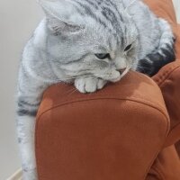 British Shorthair, Kedi  Pamuk fotoğrafı