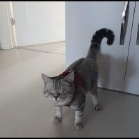 British Shorthair, Kedi  Pamuk fotoğrafı