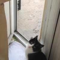 Tuxedo (Smokin) Kedi, Kedi  İpek Boncuk fotoğrafı