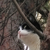Tuxedo (Smokin) Kedi, Kedi  İpek Boncuk fotoğrafı