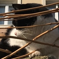 Tuxedo (Smokin) Kedi, Kedi  İpek Boncuk fotoğrafı