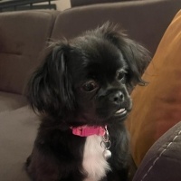 Pekingese, Köpek  çirkin fotoğrafı