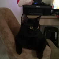 Bombay, Kedi  Gece fotoğrafı