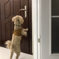 Poodle(Standart Kaniş), Köpek  Kaju fotoğrafı