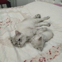 British Shorthair, Kedi  Çakıl fotoğrafı