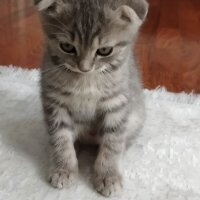 Scottish Fold, Kedi  Alex fotoğrafı