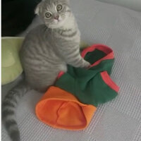 Scottish Fold, Kedi  Alex fotoğrafı