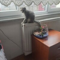 Scottish Fold, Kedi  Alex fotoğrafı