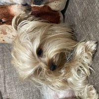 Yorkshire Terrier, Köpek  Mercan fotoğrafı