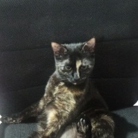 Tekir Kedi, Kedi  Runa fotoğrafı