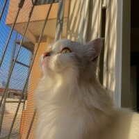 British Longhair, Kedi  Leon fotoğrafı