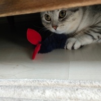 Scottish Fold, Kedi  Duman fotoğrafı