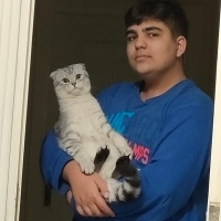 Scottish Fold, Kedi  Duman fotoğrafı