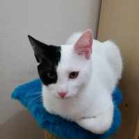 Tekir Kedi, Kedi  Pamuk  fotoğrafı