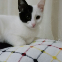 Tekir Kedi, Kedi  Pamuk  fotoğrafı