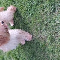 Maltese, Köpek  KARAMEL fotoğrafı