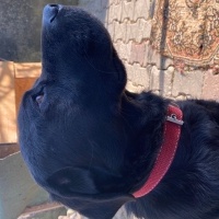 Labrador Retriever, Köpek  Karam fotoğrafı