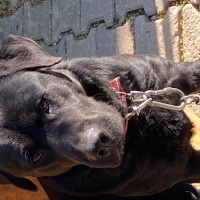 Labrador Retriever, Köpek  Karam fotoğrafı