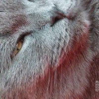 Scottish Fold, Kedi  Alex fotoğrafı