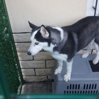 Sibirya Kurdu (Husky), Köpek  Ceyda fotoğrafı