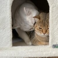 British Shorthair, Kedi  Kaju fotoğrafı