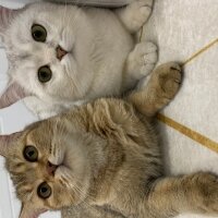 British Shorthair, Kedi  Kaju fotoğrafı