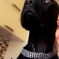 Cane Corso Italiano, Köpek  Sila fotoğrafı