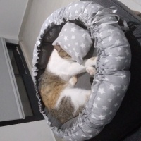 Tekir Kedi, Kedi  Boncuk fotoğrafı