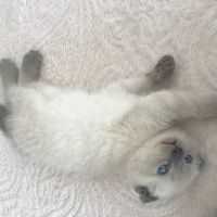 Scottish Fold, Kedi  Scottish folt fotoğrafı