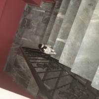Tuxedo (Smokin) Kedi, Kedi  MAÇA fotoğrafı