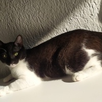 Tekir Kedi, Kedi  batman fotoğrafı