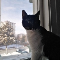 Tekir Kedi, Kedi  batman fotoğrafı