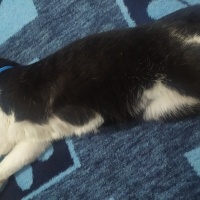 Tekir Kedi, Kedi  batman fotoğrafı