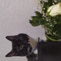 Tekir Kedi, Kedi  batman fotoğrafı