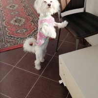 Maltese, Köpek  Fıstık fotoğrafı