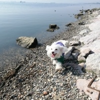 Maltese, Köpek  Fıstık fotoğrafı