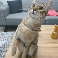 Tekir Kedi, Kedi  Hena fotoğrafı