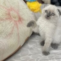 American Shorthair, Kedi  Colman fotoğrafı