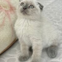 American Shorthair, Kedi  Colman fotoğrafı