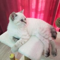 British Shorthair, Kedi  Kar topu fotoğrafı