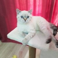 British Shorthair, Kedi  Kar topu fotoğrafı